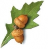 The Acorn Cancer Support Group Logo