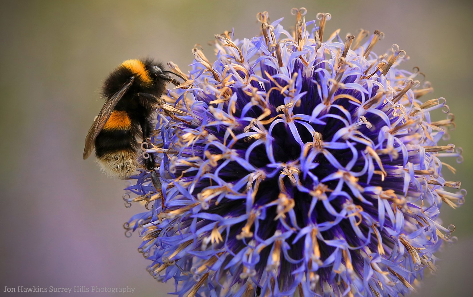 Northumberland Wildlife Trust | Localgiving