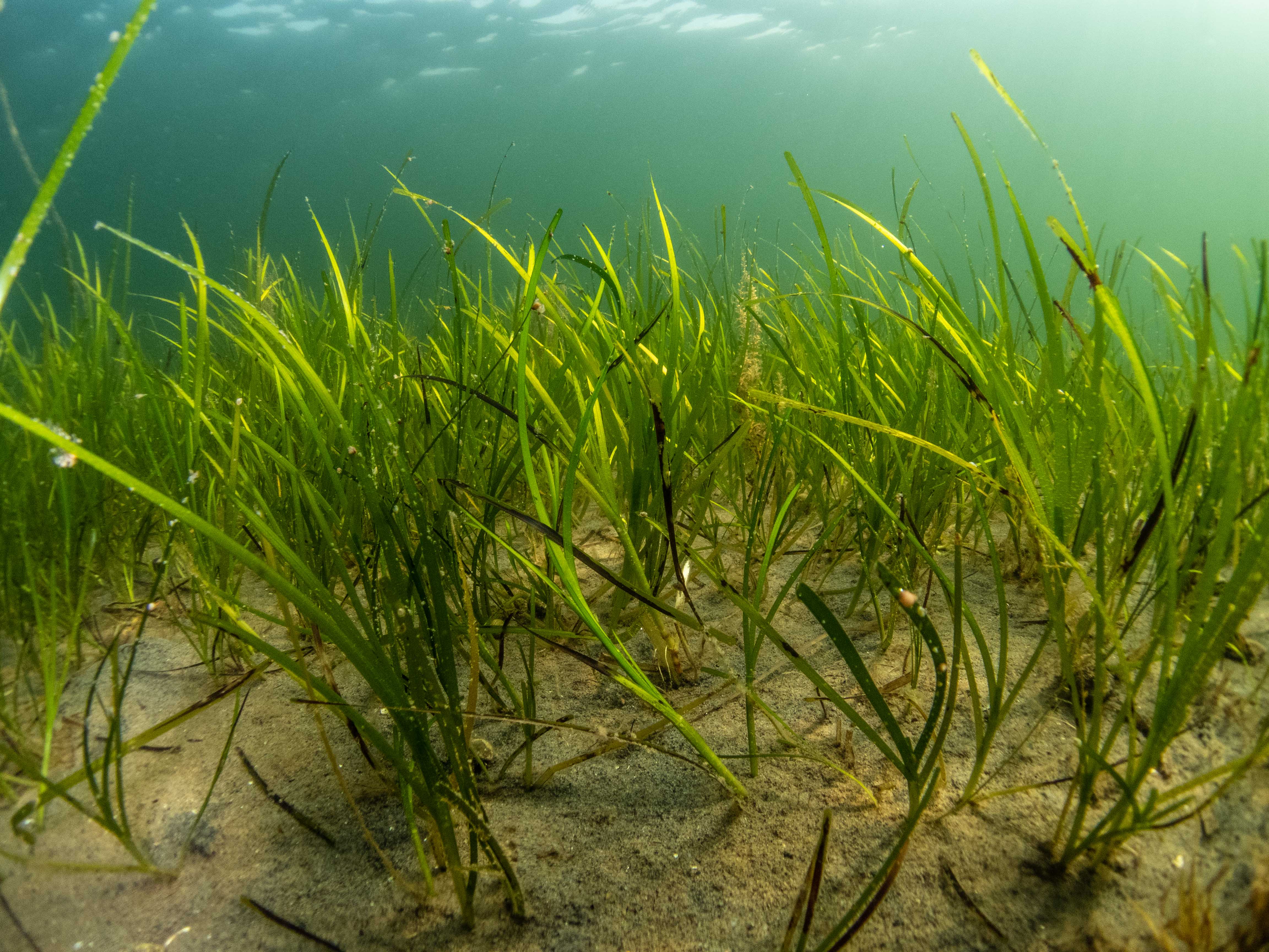 Project Seagrass | Localgiving